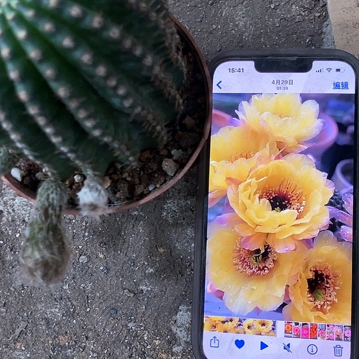 黑猴，5-8公分左右