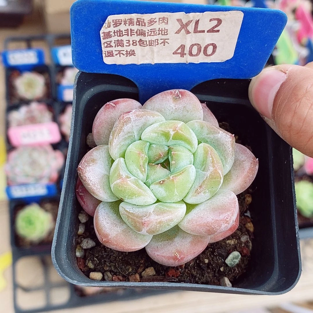 冰糕福利5-6cm多肉植物