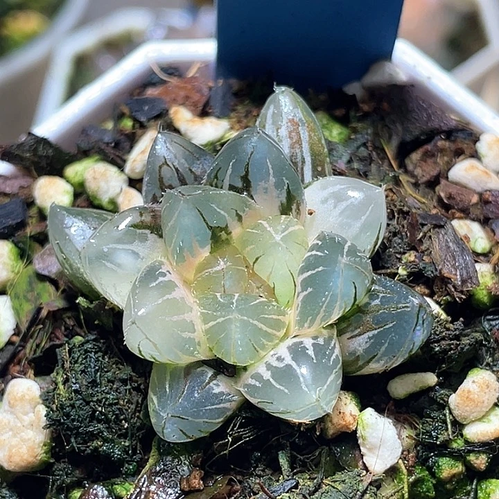 822糊斑霓虹燈一物