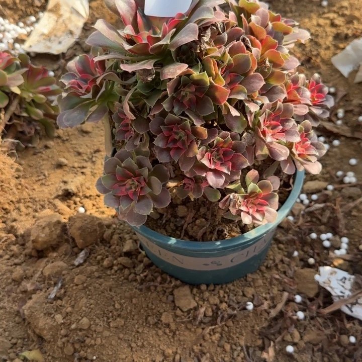 3196香妃清棚处理不包断枝