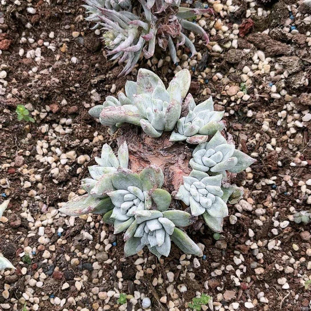 @***姐9355墨西哥大圆叶多肉