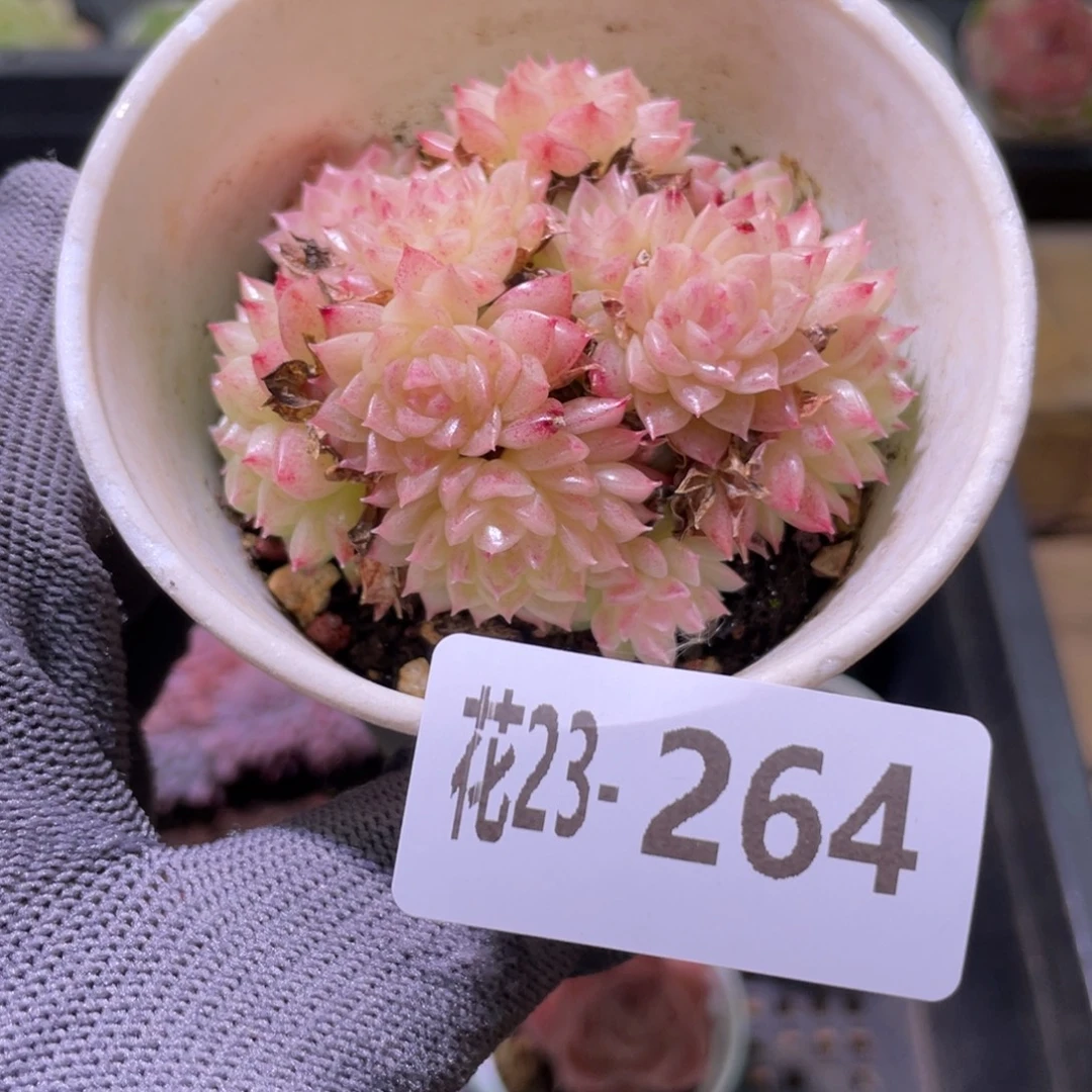 花利美23-264麦秆