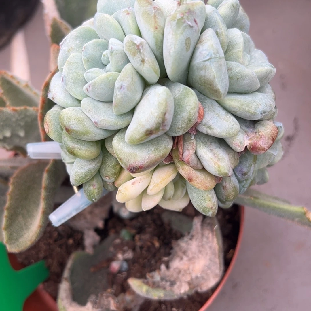 x***x嫁接两个侧头嫁接费用