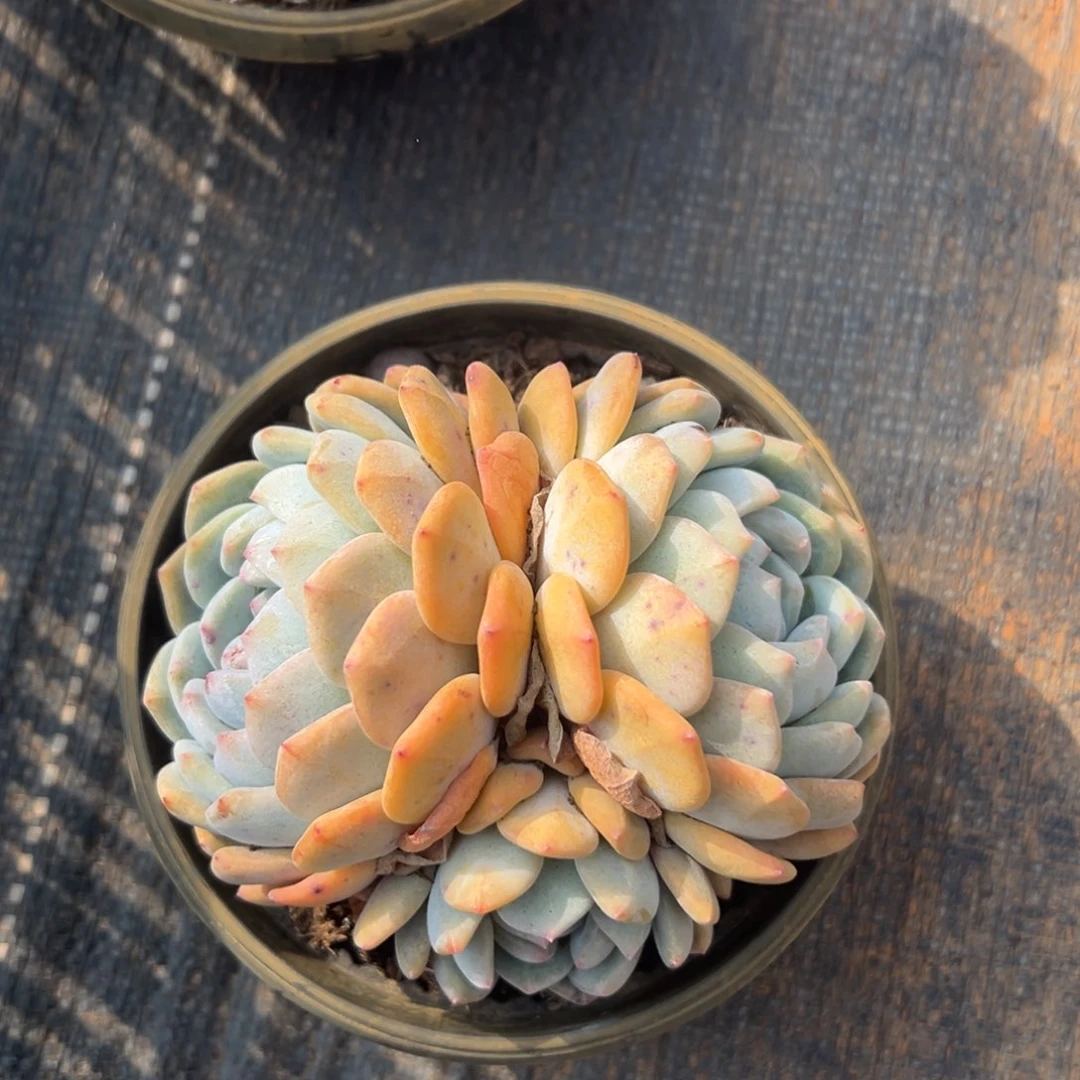 闪购1多肉三头黄皮橙