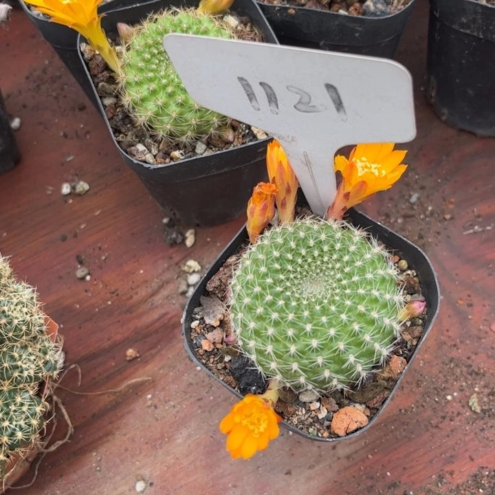 木**?1121黄花沟宝好养