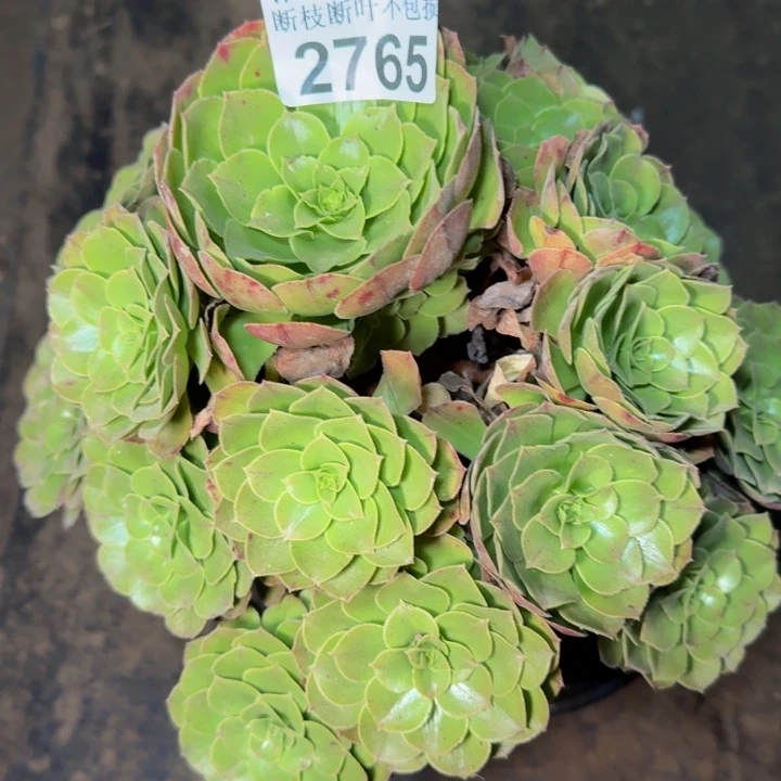 2765万圣节多肉植物