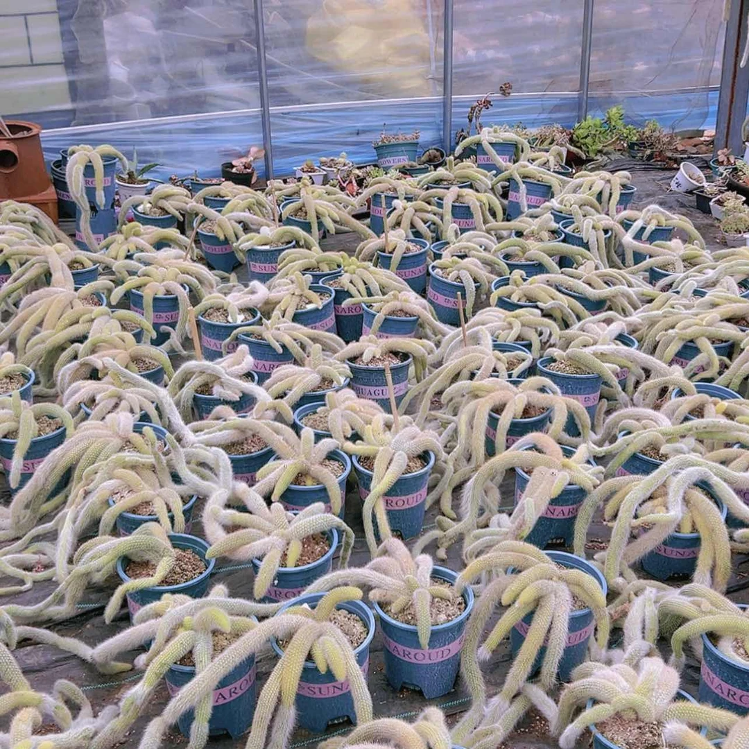 【闪购商品】大群无砍九尾狐微瑕