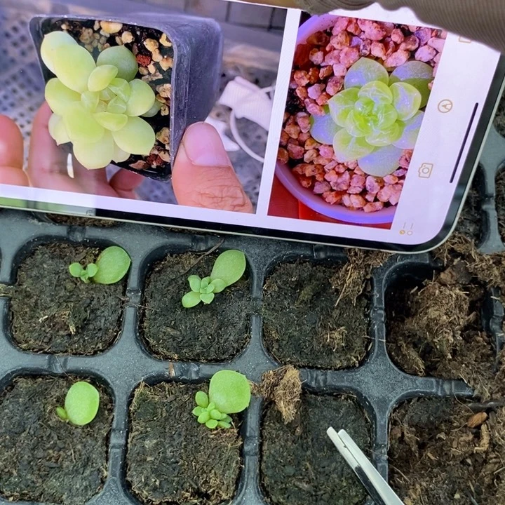 财富c66芽苗一个多肉