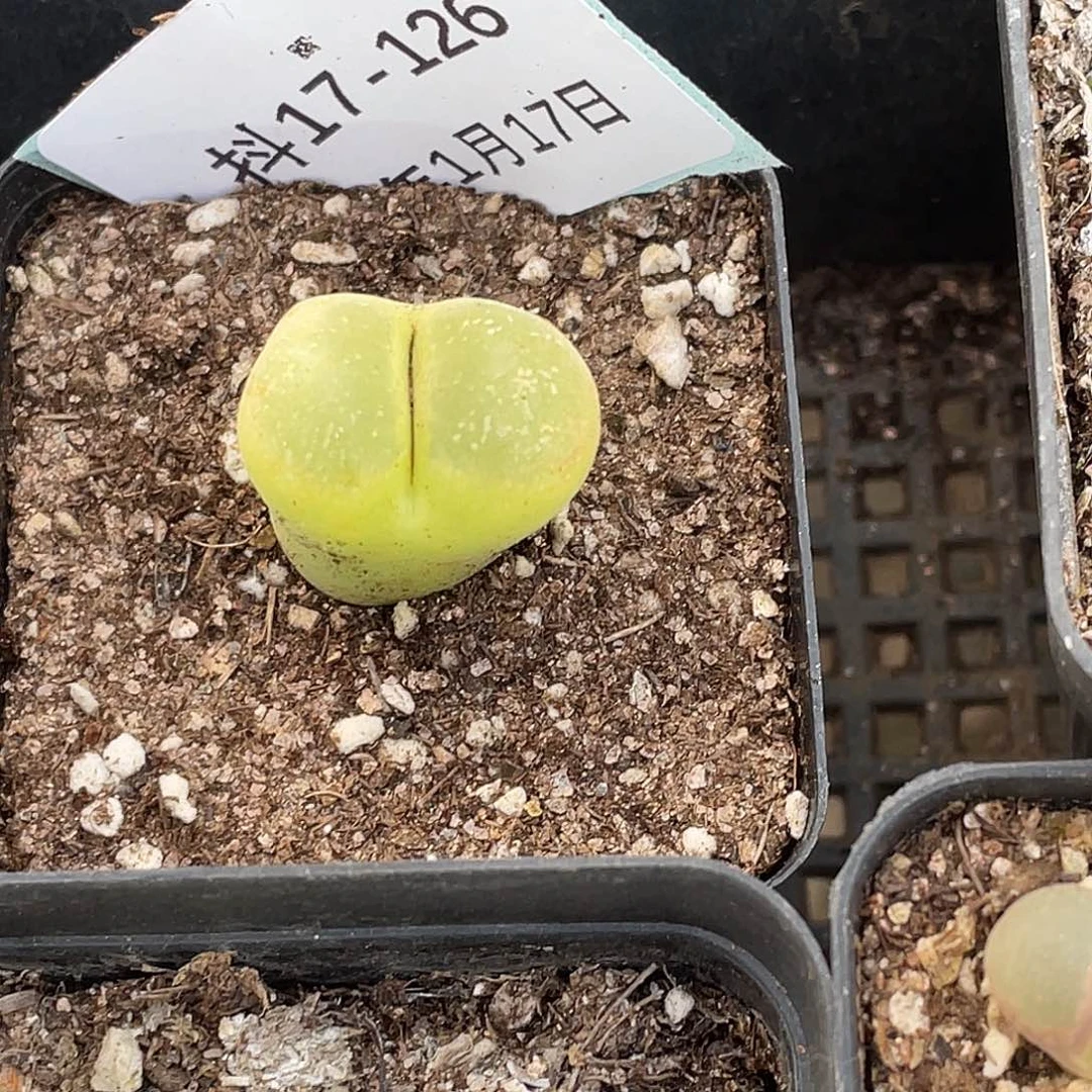 薄****17-126胖虎风铃肉锥