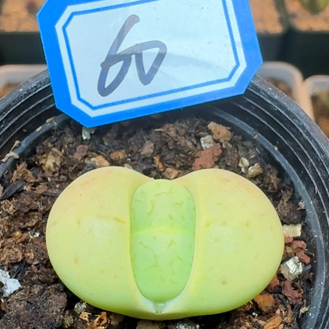 绿灵耀    带盆土