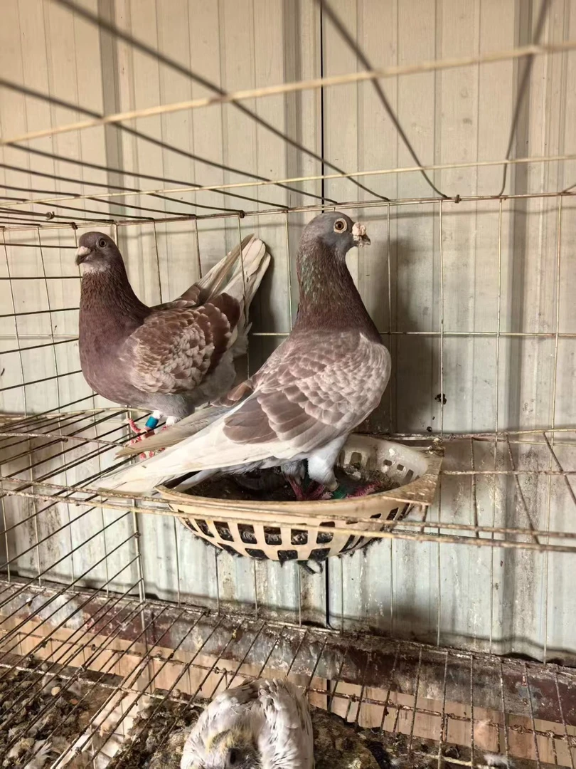 雨点白羽王青年落地王鸽瓦灰银王大体鸽鸟类用具鸽子笼苗家养肉鸽