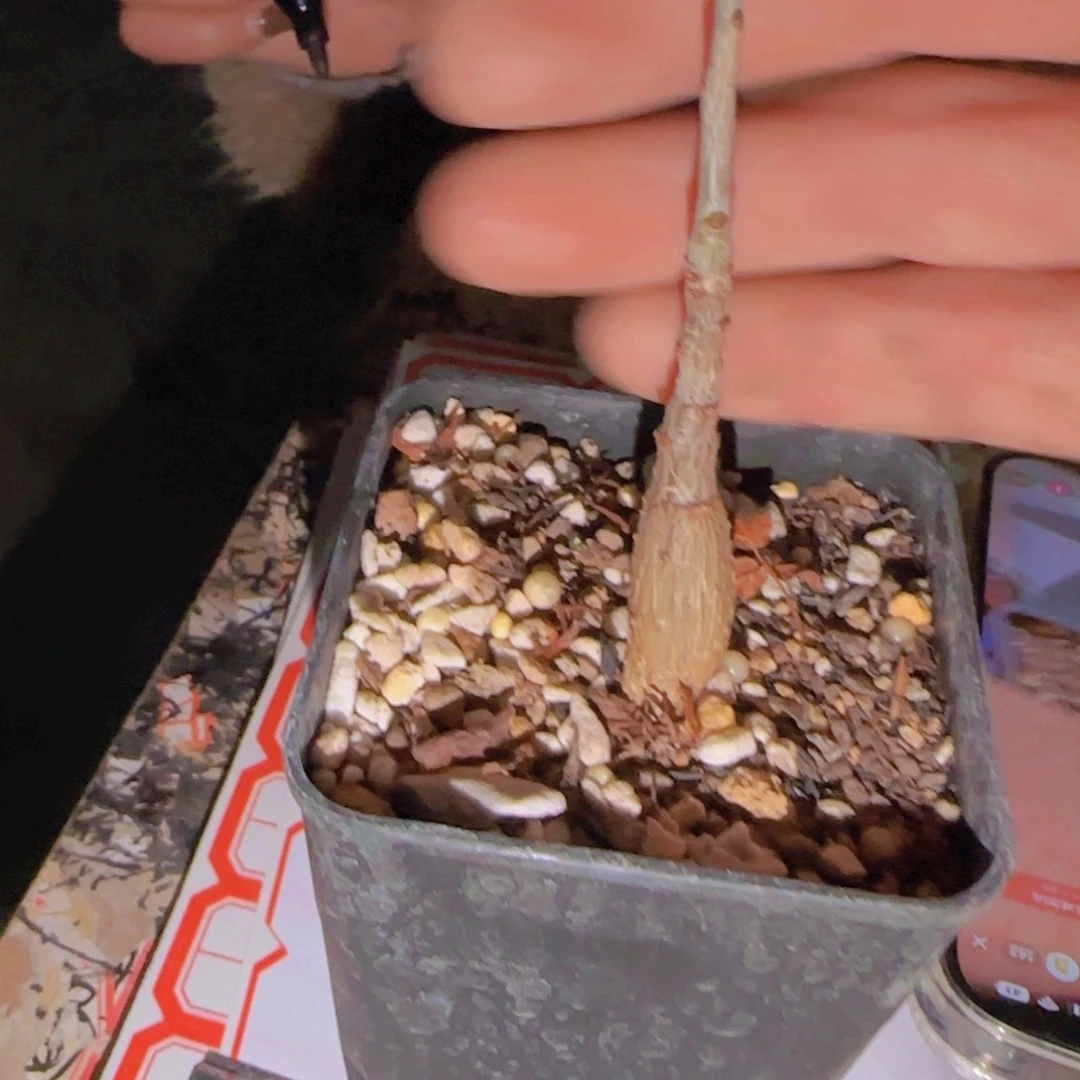 块根植物块根植物