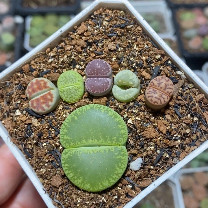 优选漂亮大脚丫特价