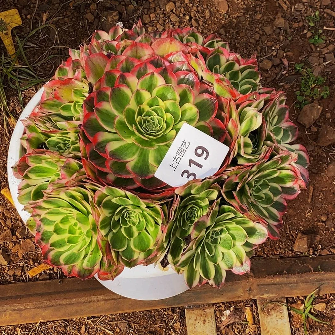 上古园艺多肉植物319