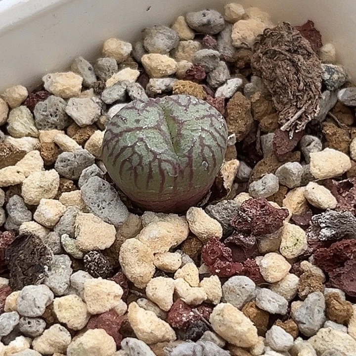 肉锥杂交多肉包邮