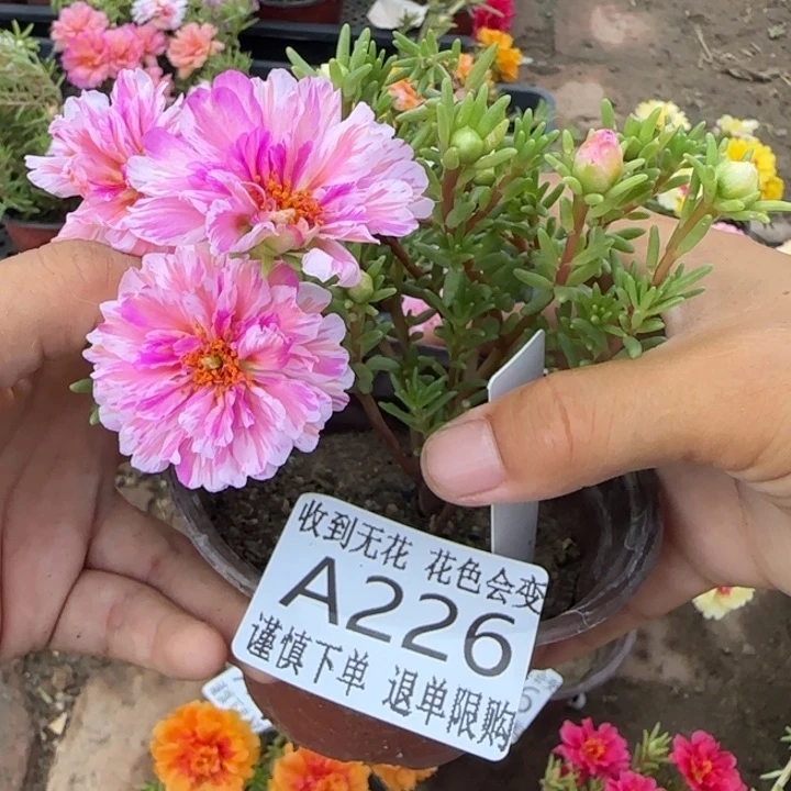 无花朵A226超小苗盆口10cm