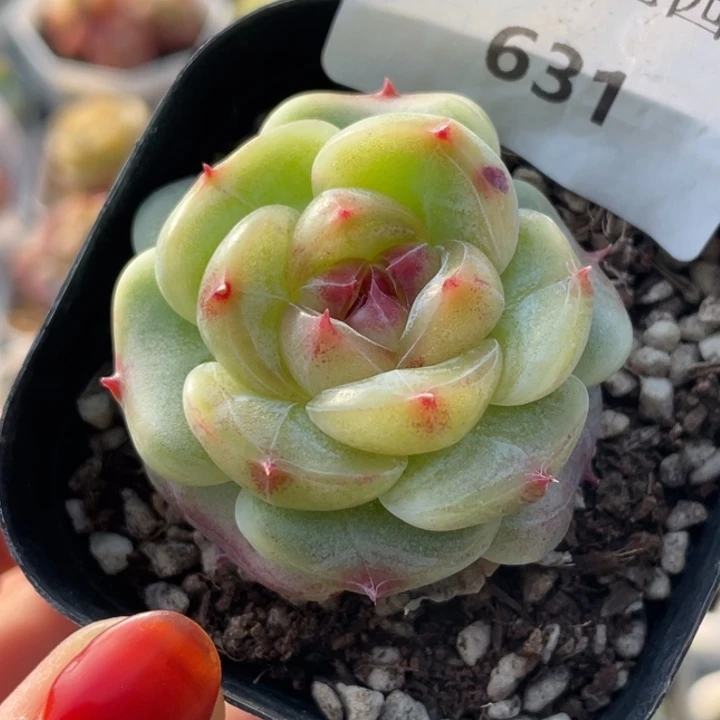 631号糖心冰心珍妮 绿菩提