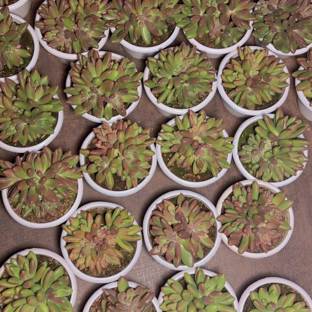 芒果奶福利保10头1111111111