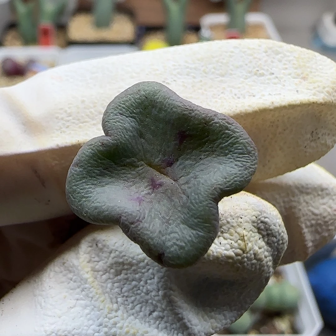 11-20-132当天满38包邮花瓣方碗1.5cm