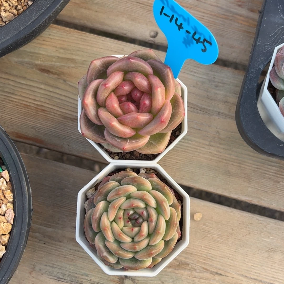 l****21-14-45圆脸珍妮两颗多肉植物