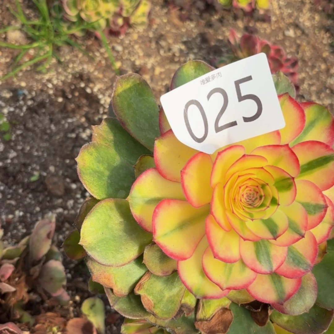 哈哈多肉葡萄福利025