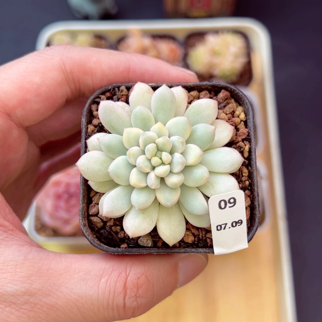 姗***头红蛋锦09、哈哈哈哈哈