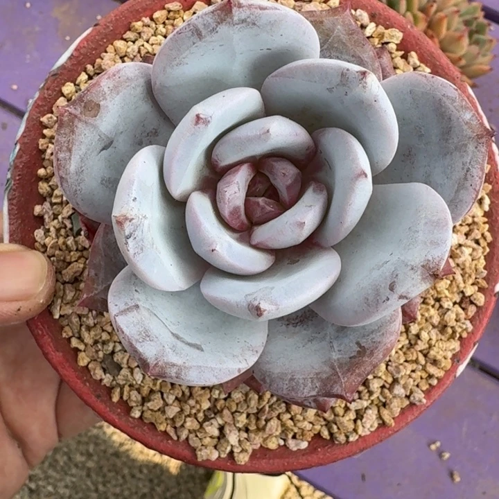 嫦娥 单头 一物一拍