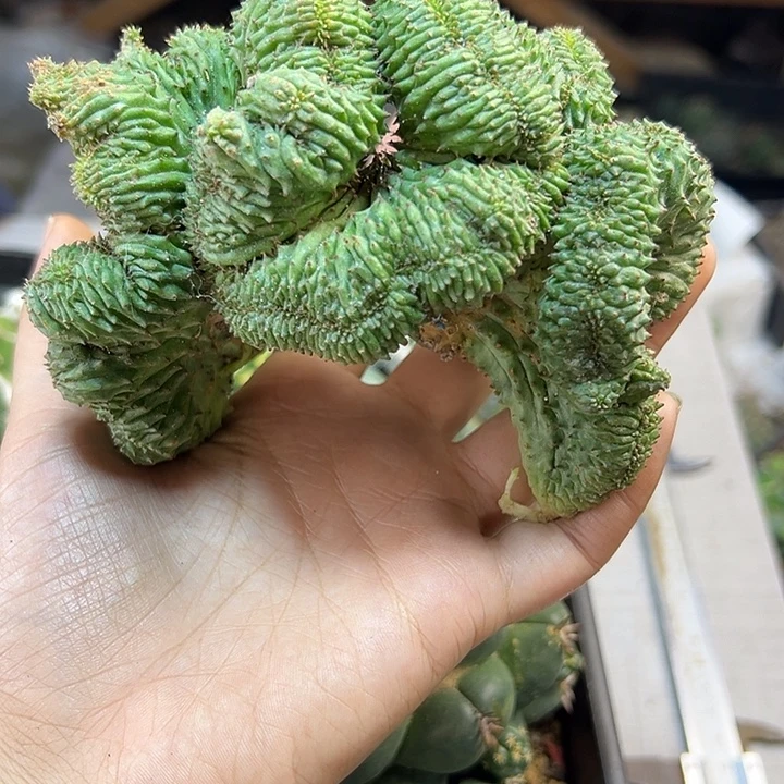 25号自根子吹布纹球缀化根芽12.5公分