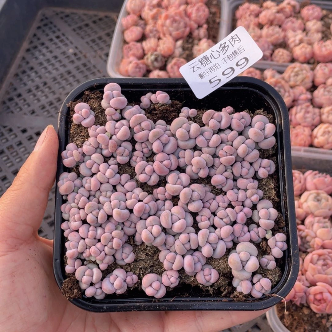 云糖心多肉植物599