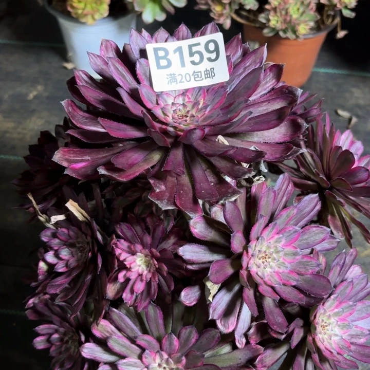 瑞妈一物一拍159