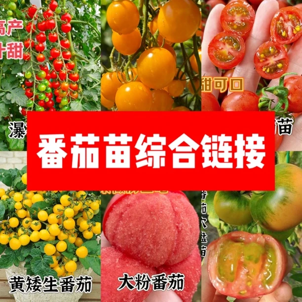 【山东寿光苗场直发】春季番茄苗综合链接盆栽地栽毛粉大粉普罗旺斯