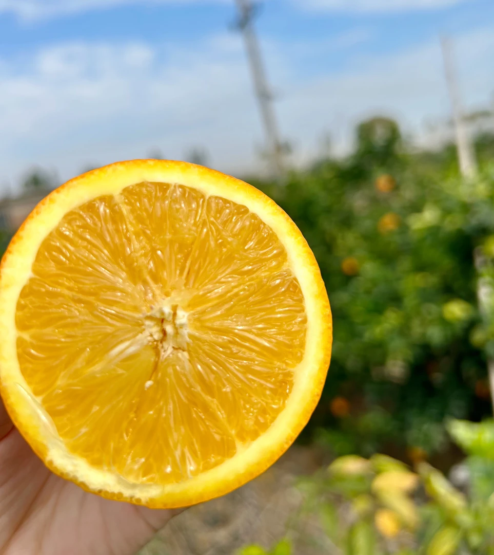 【向南向北】正宗赣南脐橙精选果核心产区现摘现发