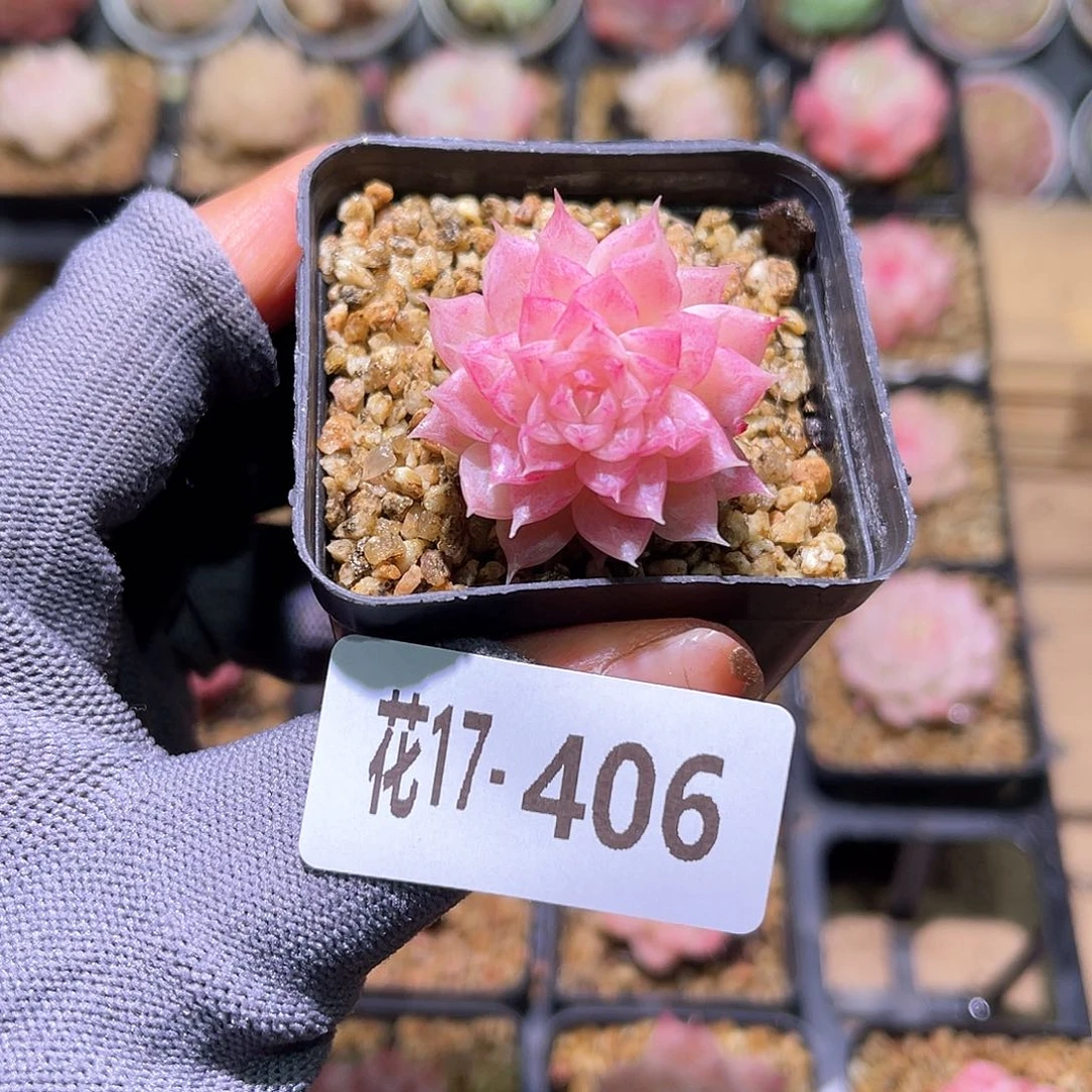 花17-406女王单头