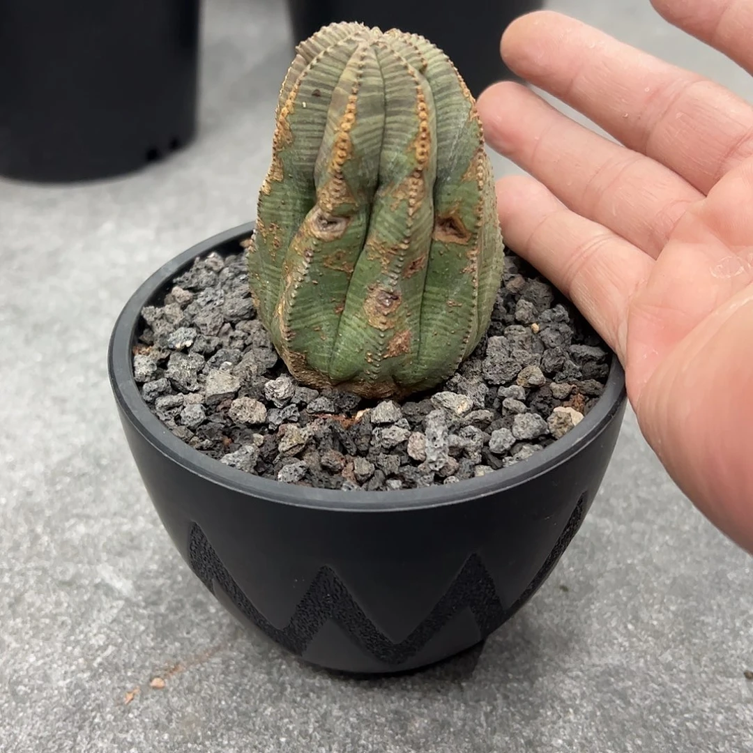 A***丁锈斑布纹球6688888