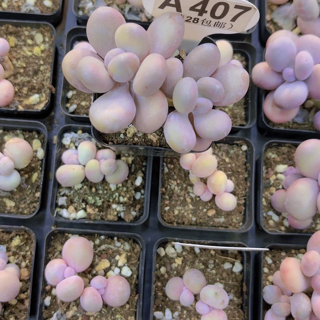 A407日系啊蛋黄奶一物一拍