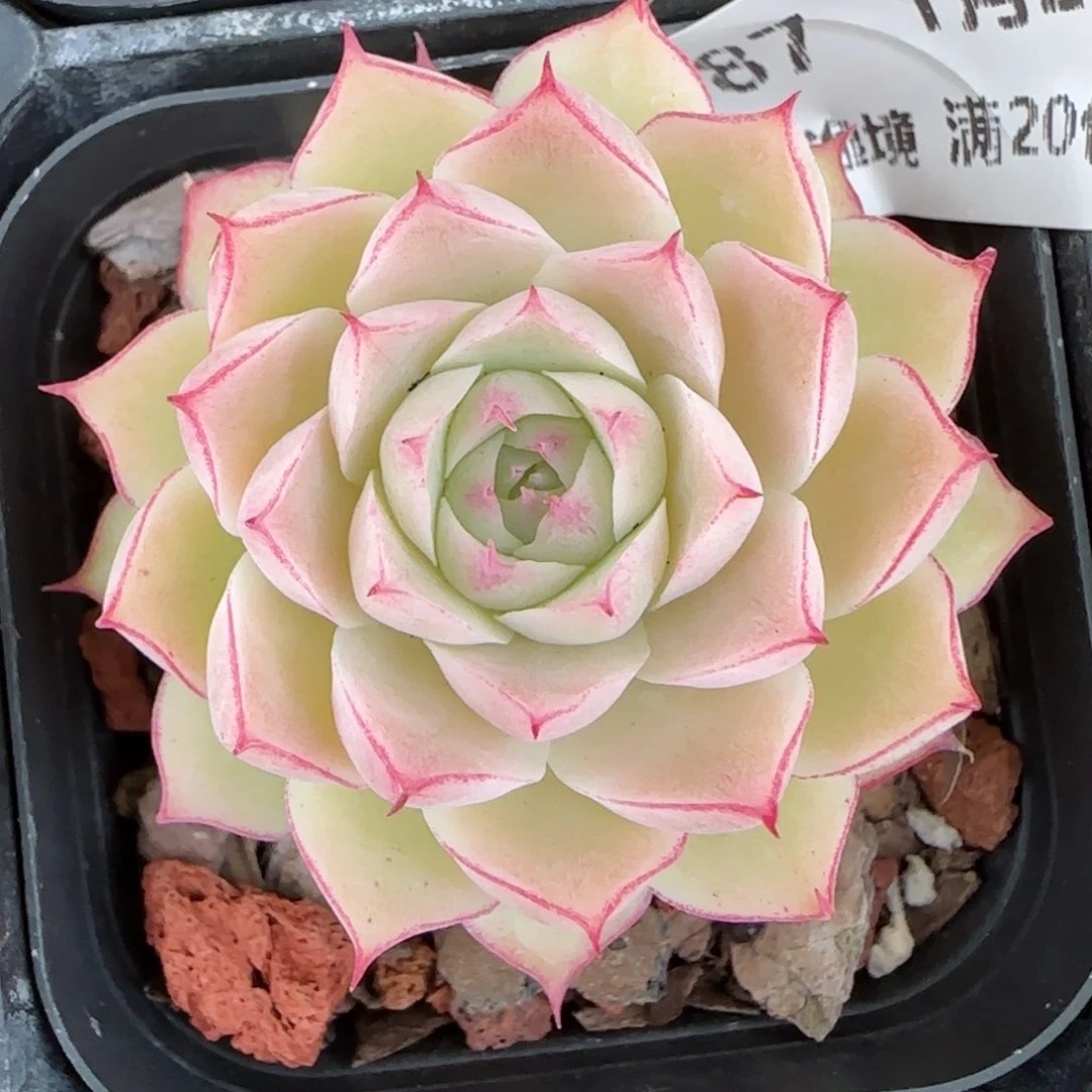 花语逸镜0126-187