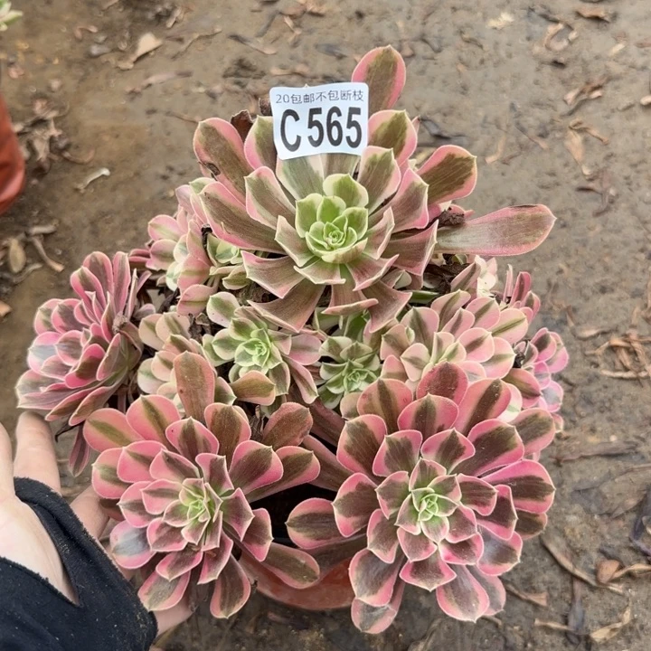 美杜……多肉植物……