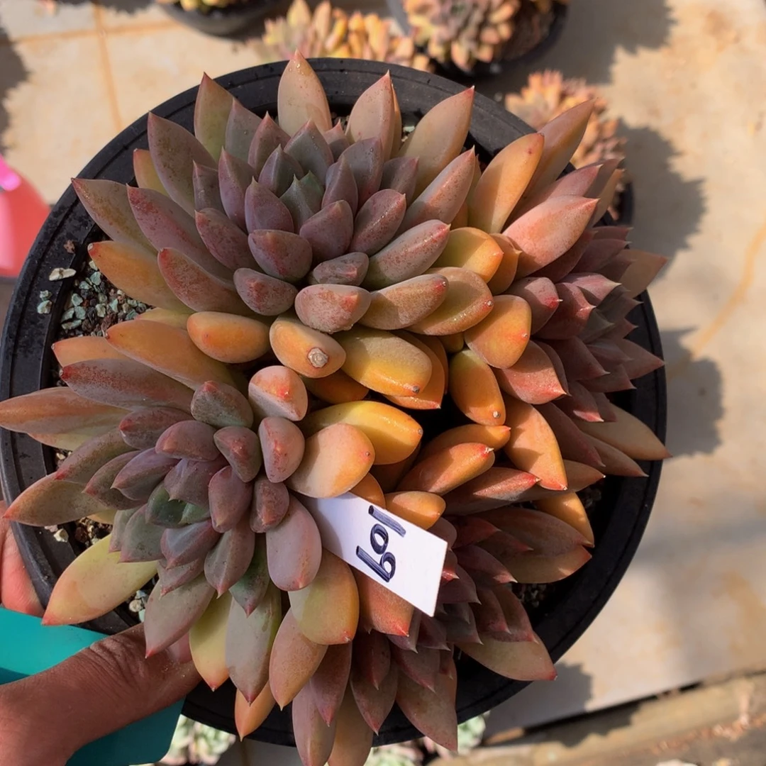 红象牙626636373737373