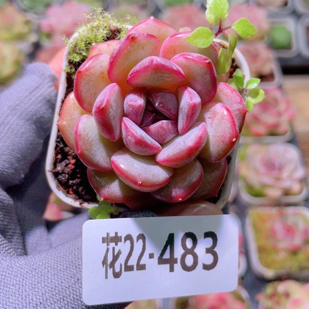 花利美22-483福利珍妮
