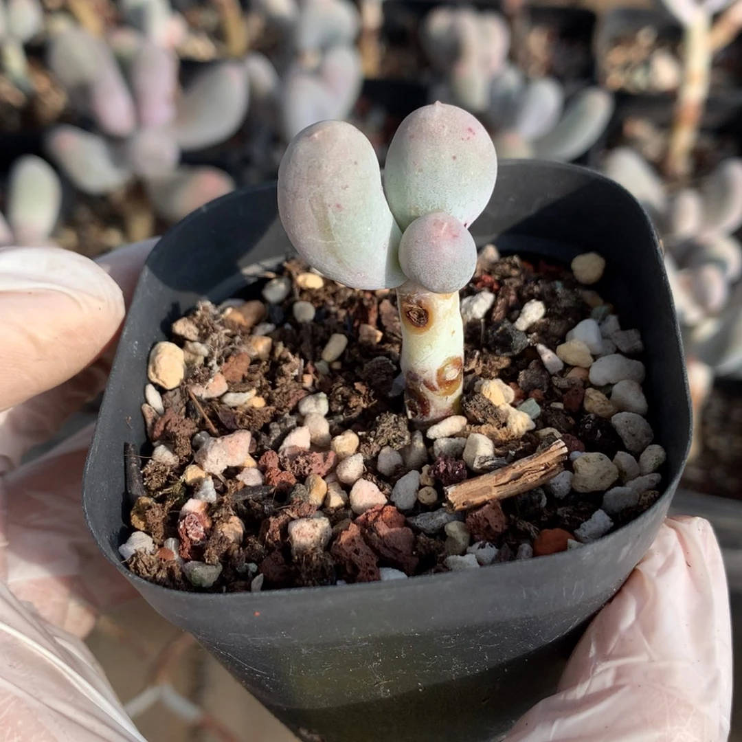 韩国米可奶酪多肉米可奶