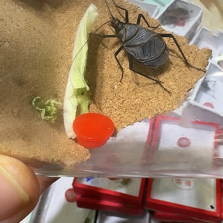 蟋蟀麒麟人工过冬短须