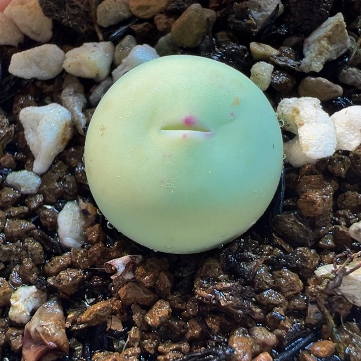 852多肉植物种类多样