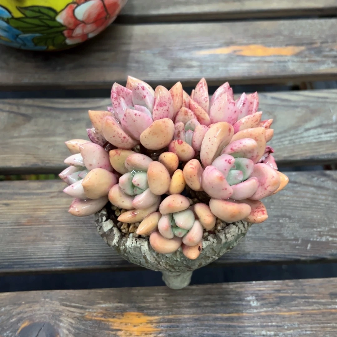 桃花源18 零零多肉植物