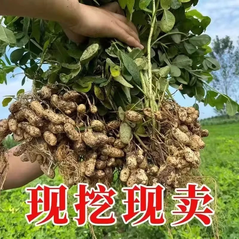 现挖现发产地直发新鲜湿花生四粒红带壳花生新鲜湿花生水煮花生