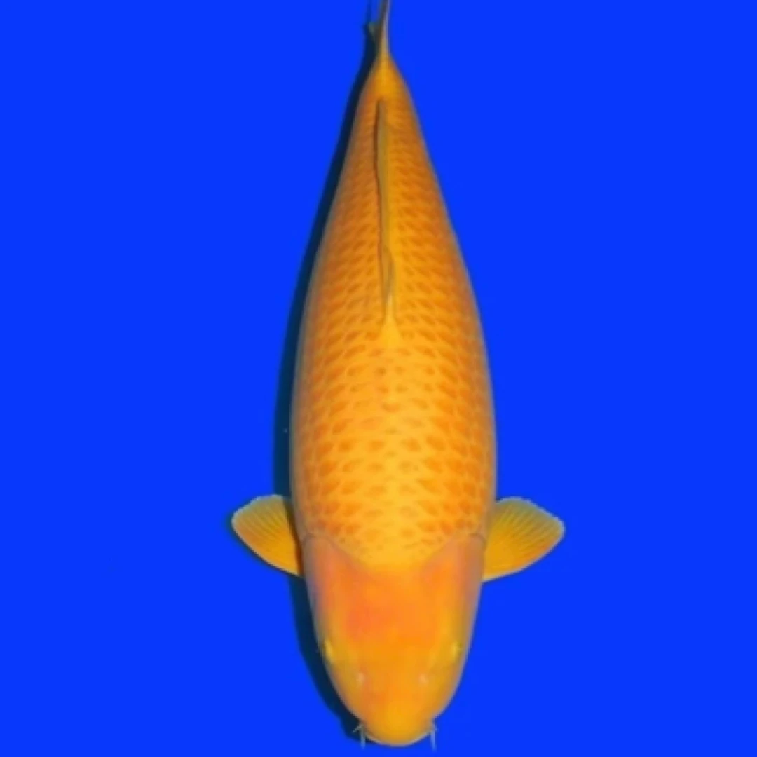 芒果赤目芥子锦鲤宽体高背体型粗壮好养耐活胆大巨型观赏鱼