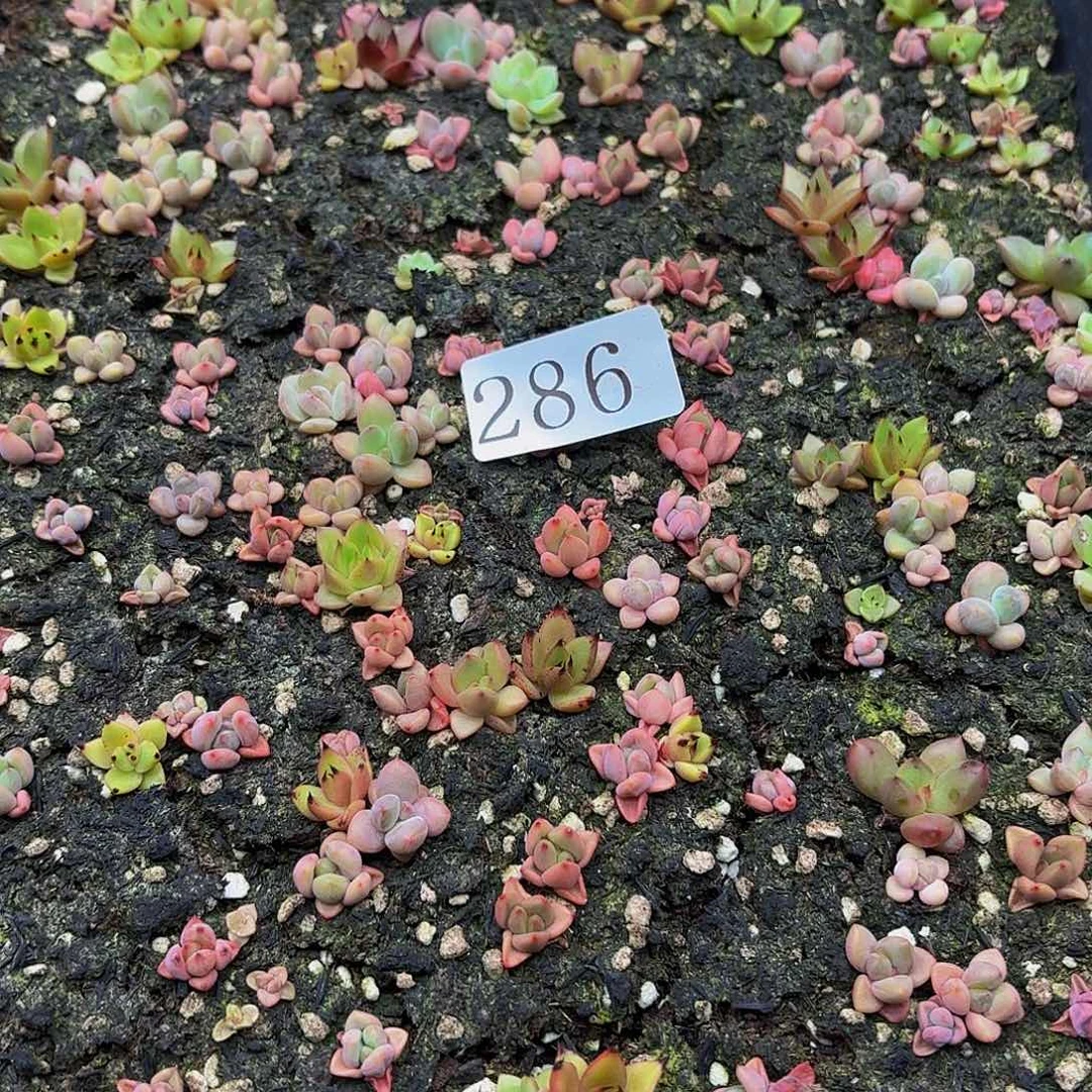多肉植物多肉植物286