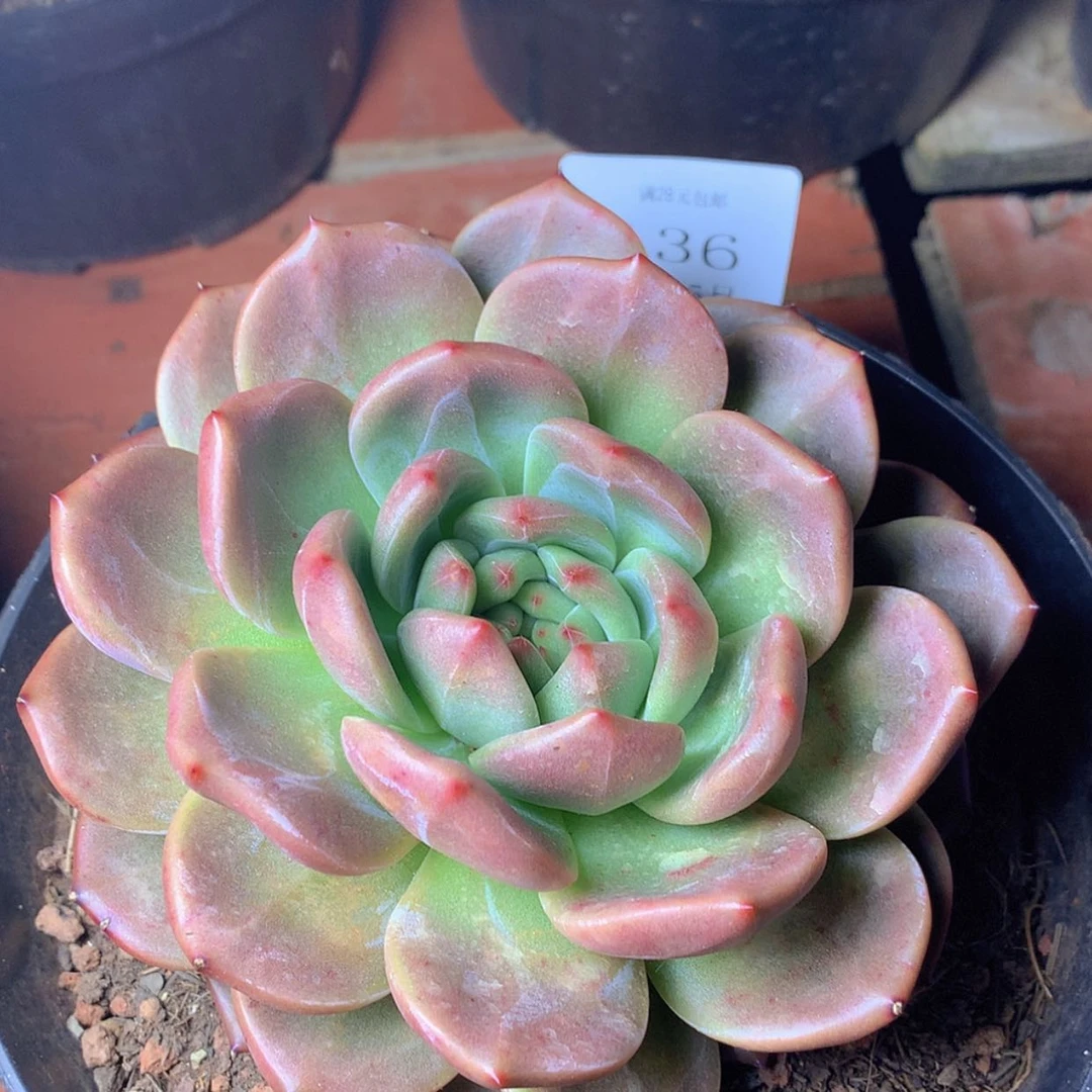 【闪购商品】云136号山茶花15公分