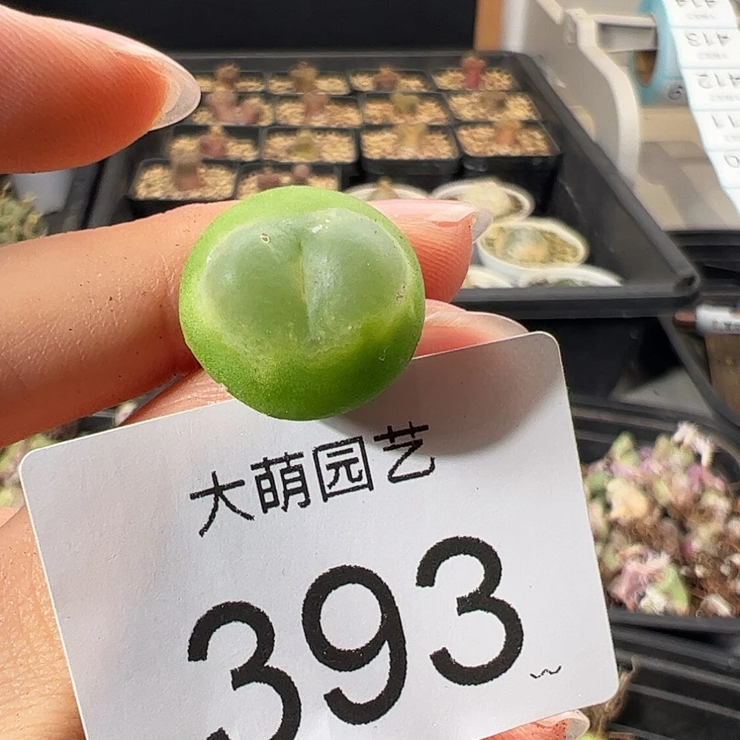 一物一拍           微瑕393