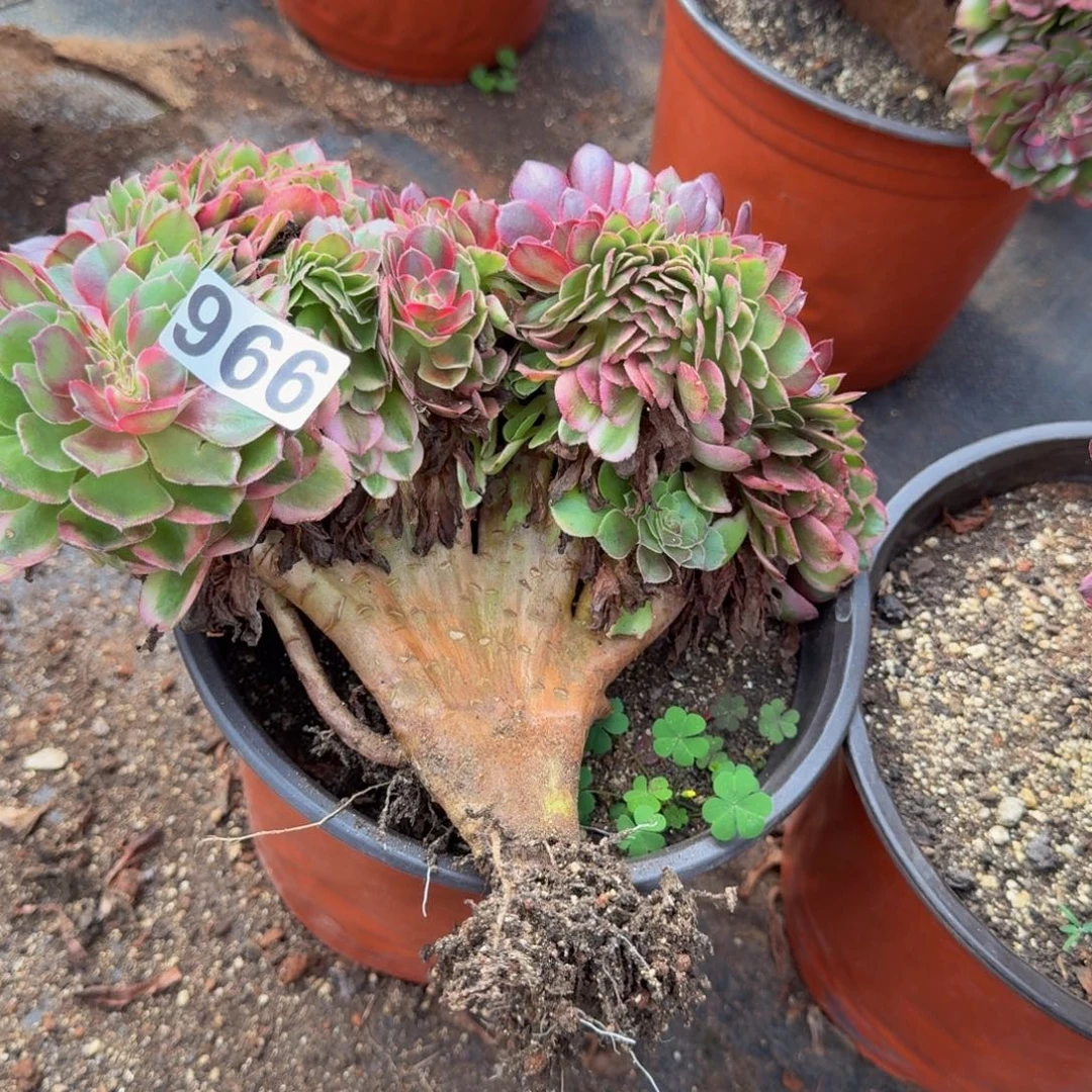 966多肉植物荔枝缀