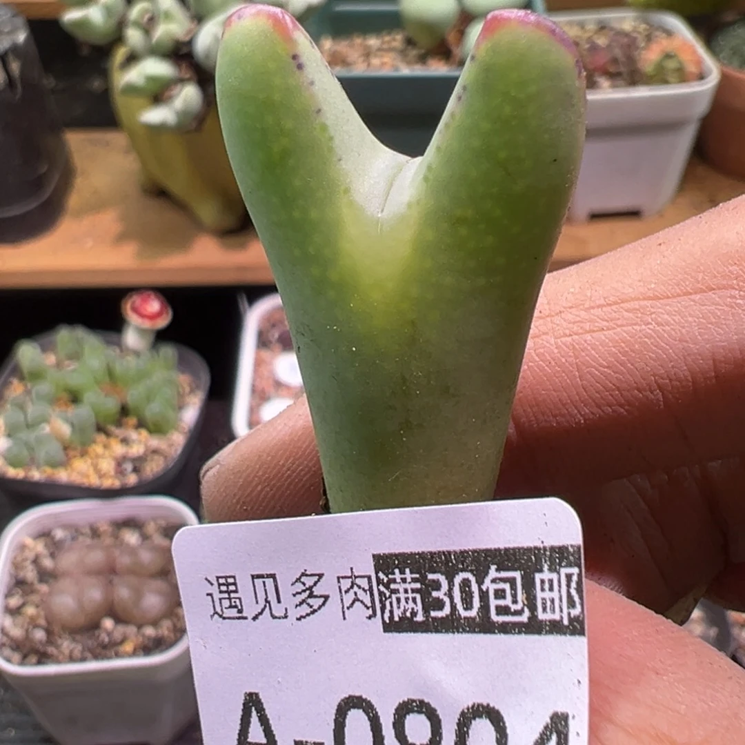 多肉植物11111111111